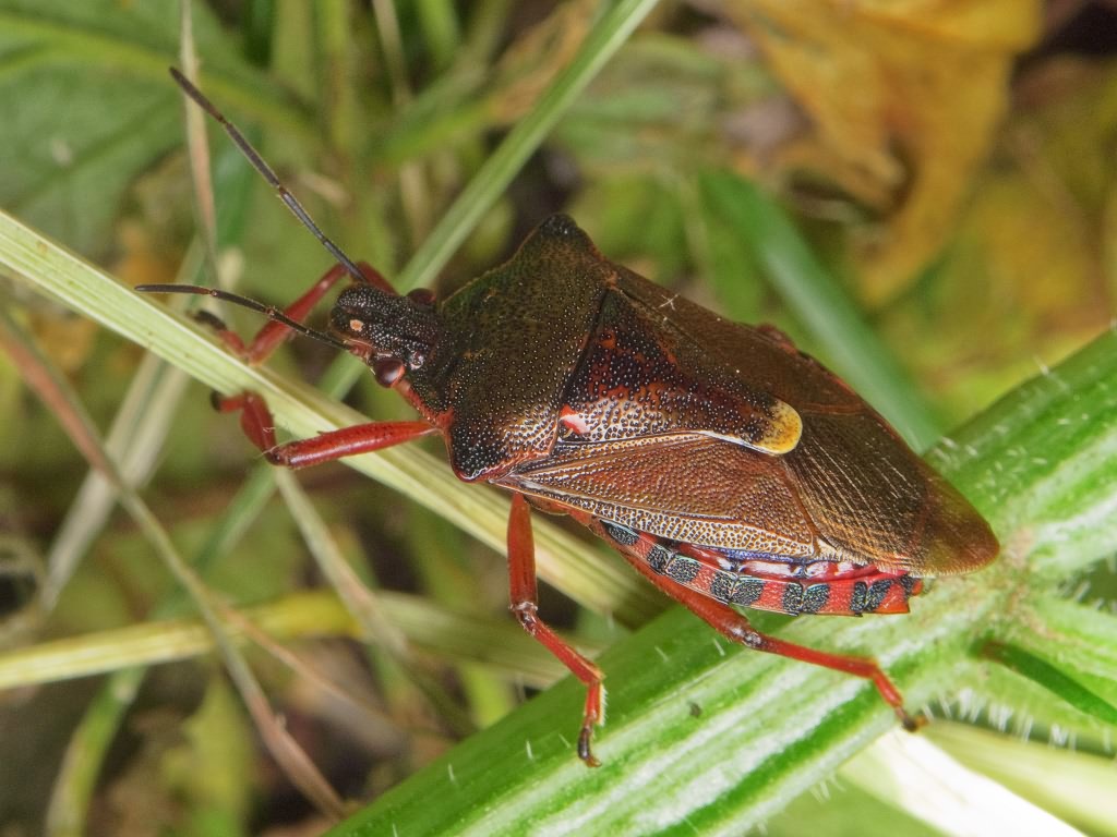 Pinthaeus sanguinipes (Fabricius, 1781)